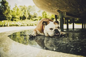 Οι cat lovers δικαιώνονται, οι γάτες είναι τα καλύτερα αγχολυτικά