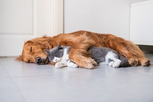 Σε αυτήν τη δουλειά πληρώνεσαι 21.000 ευρώ για να κοιμάσαι