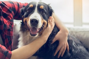 Καλό θα είναι να προσέχεις διπλά όταν μαζεύεις τα κακά του σκύλου σου