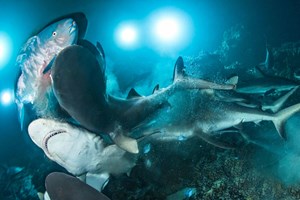 Σαλάχι έμεινε έγκυος χωρίς επαφή με αρσενικό
