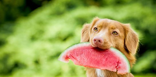 Καρπούζι, ο πρωταγωνιστής του καλοκαιριού