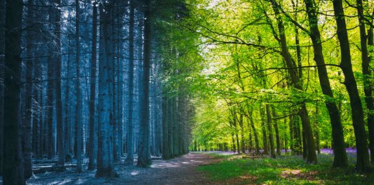 Η κλιματική αλλαγή θα εξαφανίσει την άνοιξη και το φθινόπωρο