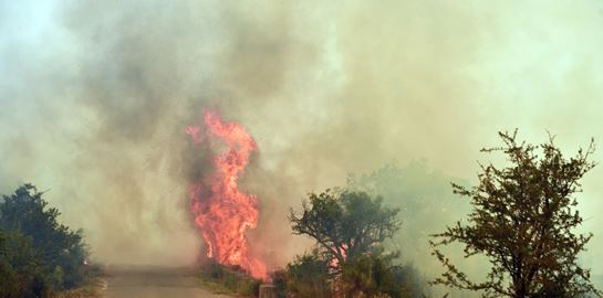 Πώς μπορείς να βοηθήσεις πυρόπληκτους ανθρώπους και ζώα