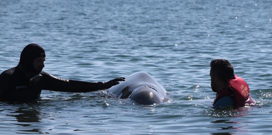 Όσα γνωρίζουμε για το ζιφιό, το σπάνιο είδος φάλαινας που εντοπίστηκε στον Άλιμο