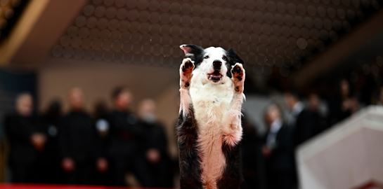 Messi, ο σκύλος από την &#39;Ανατομία μίας Πτώσης&#39; περπάτησε στο κόκκινο χαλί του Φεστιβάλ Καννών