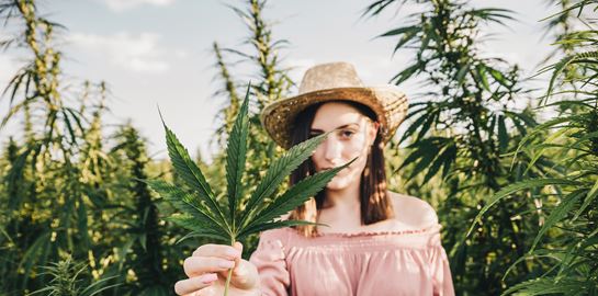 Η χρήση κάνναβης και η σχέση της με τον δείκτη νοημοσύνης