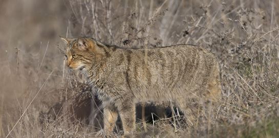 Σπάνια αγριόγατα εμφανίστηκε στην λίμνη Κερκίνη (εικόνες)