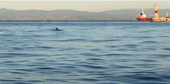 Σε άλλα νέα, ζευγάρια δελφινιών βολτάρουν στον Θερμαϊκό