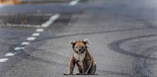 Μέχρι το 2050 τα κοάλα ίσως να έχουν εξαφανιστεί
