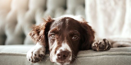 Το αρχαίο DNA ρίχνει φως στην προϊστορία των σκύλων