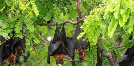 Η νέα θεωρία συνομωσίας για τον κορονοϊό που αμφισβητεί η επιστήμη