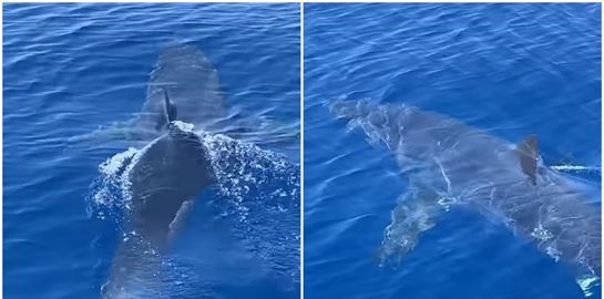 Σε άλλα νέα, καρχαρίας βόλταρε κοντά στο λιμάνι της Ζακύνθου