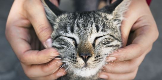 Ο εγκέφαλος της γάτας μικραίνει, οι επιστήμονες ανησυχούν