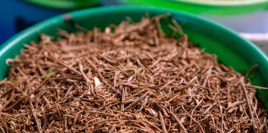 Λίγο Ashwaganda την ημέρα, το χρόνιο στρες κάνει πέρα