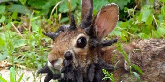 Τι συμβαίνει με τα κουνέλια Φρανκεστάιν στο Κολοράντο των ΗΠΑ