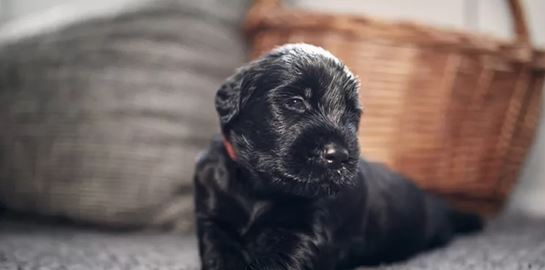 Μια φορά κι έναν καιρό, ένα αδεσποτάκι μου έσωσε κυριολεκτικά τη ζωή