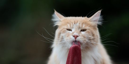 Οδηγός διατροφής για τις ημέρες του καύσωνα