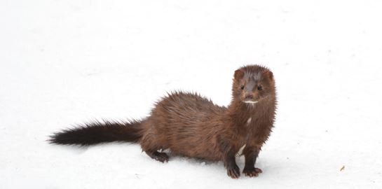 Στην Ρωσία αναπτύσσουν εμβόλιο κατά του κορονοϊού για κατοικίδια και βιζόν