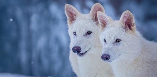 Dire Wolf: Επιστήμονες δημιούργησαν λύκο που εξαφανίστηκε πριν 10.000 χρόνια