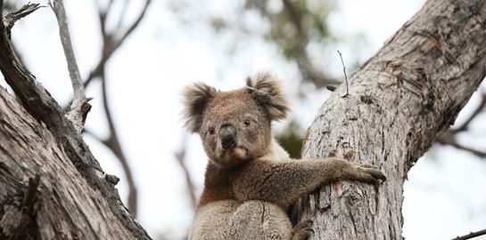 Στην Αυστραλία ο &quot;πόλεμος των κοάλα&quot; απειλεί να ρίξει κυβερνήσεις
