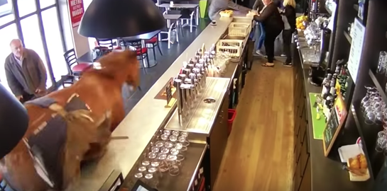 Χωρίς πλάκα, στη Γαλλία ένα άλογο μπήκε σε ένα μπαρ