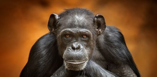 Είναι πιο δυνατοί οι χιμπατζήδες από τον άνθρωπο; Τα δεδομένα της επιστήμης