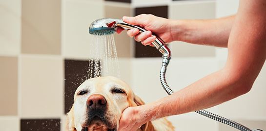 Οι άνθρωποι αγαπούν περισσότερο τα ζώα από τους ανθρώπους, σύμφωνα με νέα έρευνα