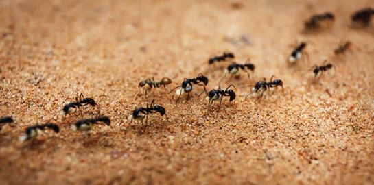 Μυρμήγκια κάνουν σεξ, Γερμανοί μένουν χωρίς ίντερνετ