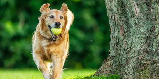 10 έξυπνοι τρόποι για να μειώσεις τα έξοδα του σκύλου σου