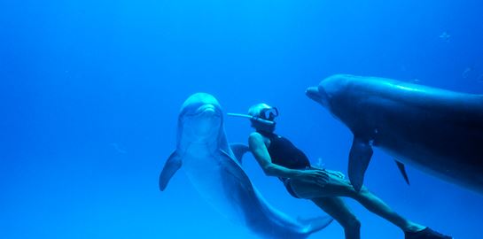 Παγκόσμια Ημέρα Γης και Dolphin Man στις Νύχτες Πρεμιέρας