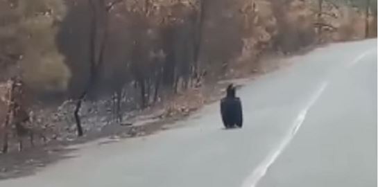 Οι σπάνιοι μαυρόγυπες αναζητούν το σπίτι τους στα καμμένα του Έβρου