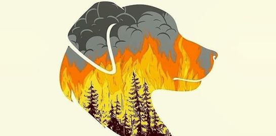 Κάηκε ολοσχερώς το καταφύγιο Fazoo Farm στον Κουβαρά