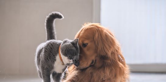 Το νομοσχέδιο για τα ζώα συντροφιάς μόλις κατατέθηκε