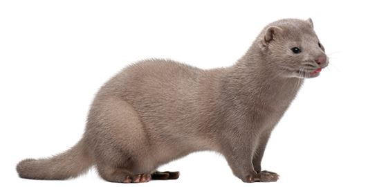 Ο άνθρωπος μεταδίδει τον κορονοϊό σε βιζόν και αντιστρόφως σύμφωνα με νέα έρευνα