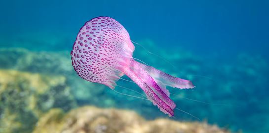 Όλα όσα πρέπει να γνωρίζεις για τις μωβ μέδουσες