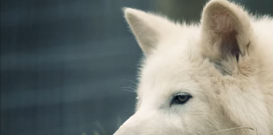 Ανταρόλυκος: Μήπως η επιστροφή του δεν είναι και τόσο επιστροφή;