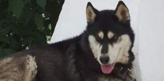 Μάρτυρας υπέδειξε το σημείο της άγριας κακοποίησης του Όλιβερ στην Αράχωβα