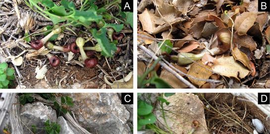 Ανακαλύφθηκε ελληνικό λουλούδι που μυρίζει σαν ψόφιο έντομο