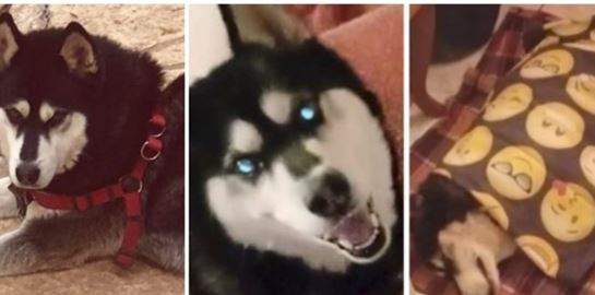 Άρση απορρήτου στις επικοινωνίες για να βρεθεί ο δολοφόνος του χάσκι στην Αράχωβα