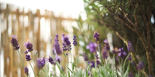 7 σωτήρια φυτά για τις επιδρομές των κουνουπιών