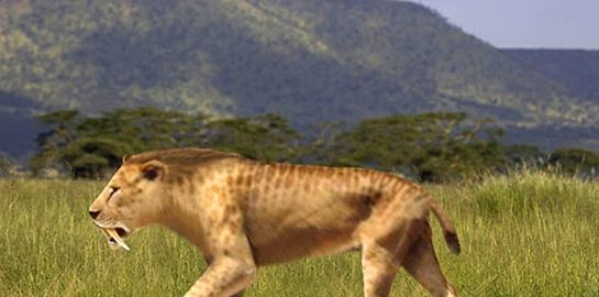 Ίσως βρέθηκε η μεγαλύτερη γάτα στην ιστορία