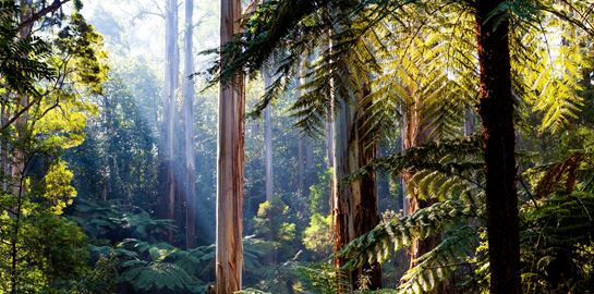 Η δύναμη της φύσης στην ανθρώπινη υγεία