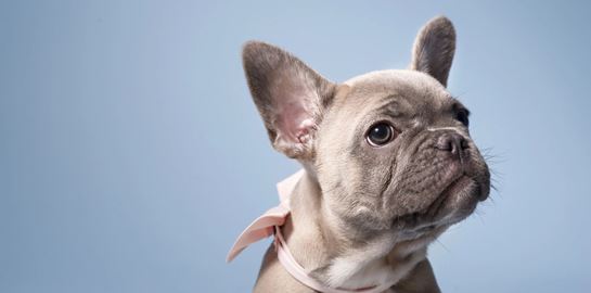 Οι 5 πιο ήσυχες ράτσες σκύλων