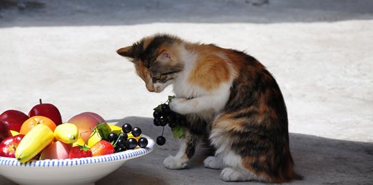 Χιλιάδες γάτες γίνονται vegan, προφανώς όχι επειδή το θέλουν