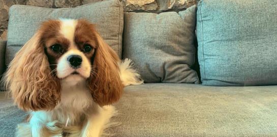 Kupo, το κουτάβι που μιλάει ελληνικά στο TikTok