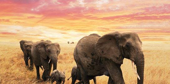 Το μυστήριο με εκατοντάδες νεκρούς ελέφαντες στην Νότια Αφρική