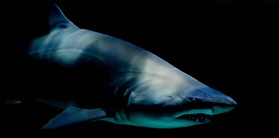 Όρκα εναντίον καρχαρία