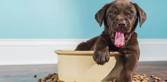 Τι πρέπει να προσέξεις για να επιλέξεις τη σωστή τροφή για τον σκύλο σου