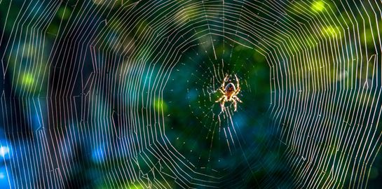 Κι αν η φονική αράχνη-μπανάνα θεραπεύει τη στυτική δυσλειτουργία;