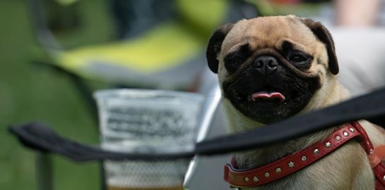 Μπύρα για σκύλους: Αυτό που έλειπε από τον πλανήτη